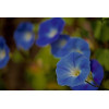 Ipomée volubilis bleu ciel 