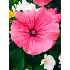 Lavatère à grande fleur varié 