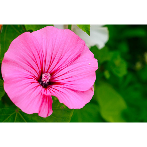 Lavatère à grande fleur varié 