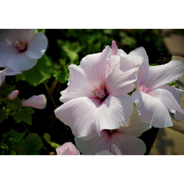Lavatère à grande fleur varié 