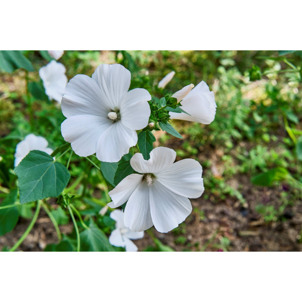 Lavatère à grande fleur varié 