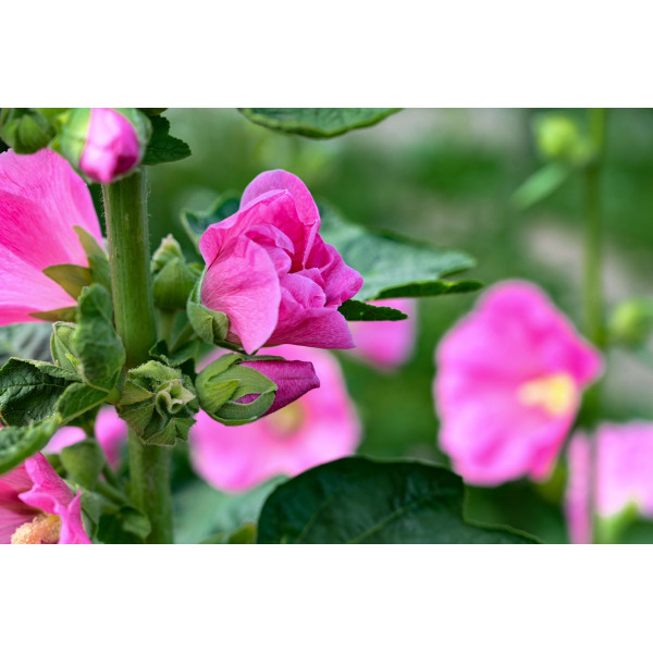 Lavatère à grande fleur varié 