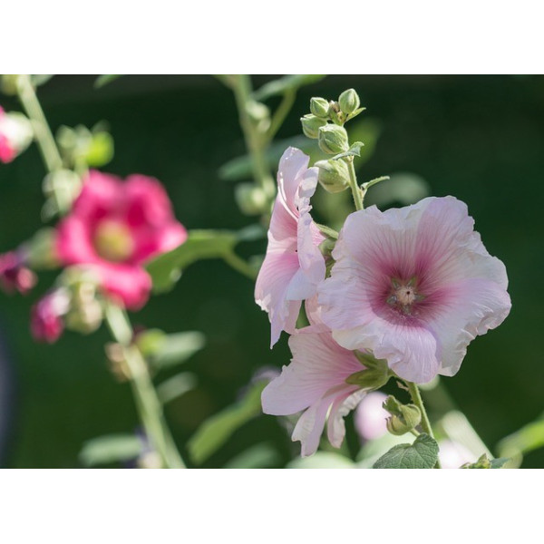 Lavatère à grande fleur varié 