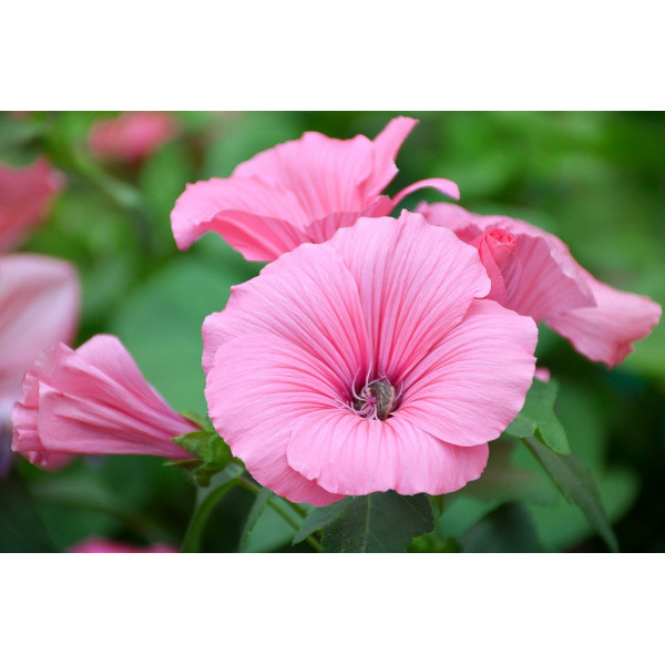 Lavatère à grande fleur varié 