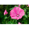 Lavatère à grande fleur varié 