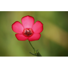 Lin rouge à grande fleur  2