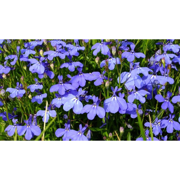 Lobélia nain crystal palace 