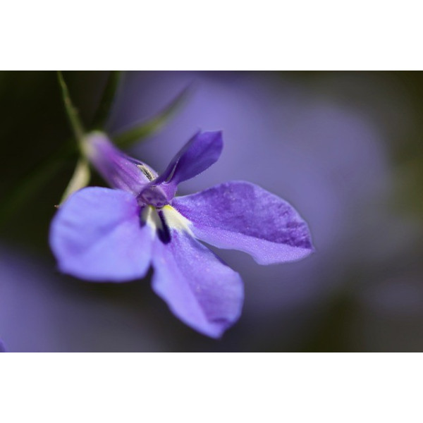 Lobélia nain crystal palace 