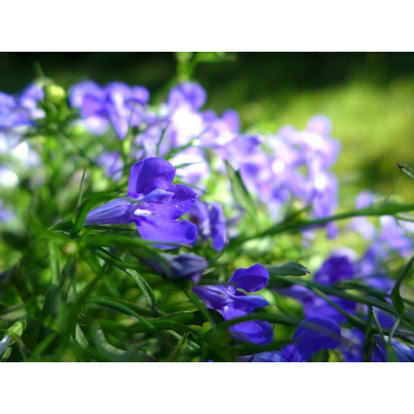 Lobélia nain crystal palace 