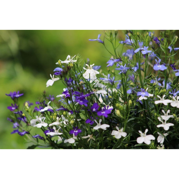 Lobélia nain crystal palace 