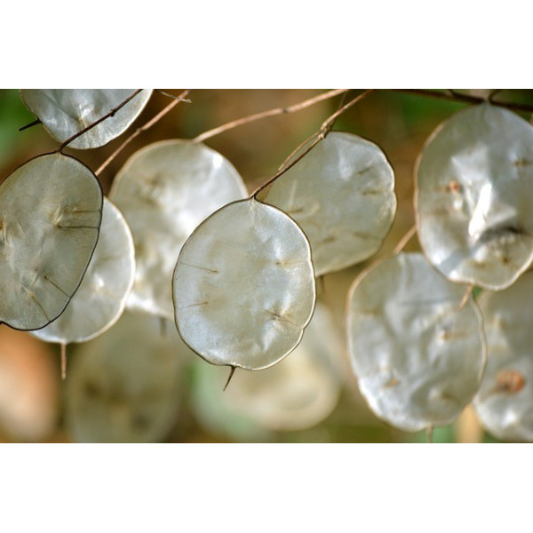 Lunaire monnaie du pape 