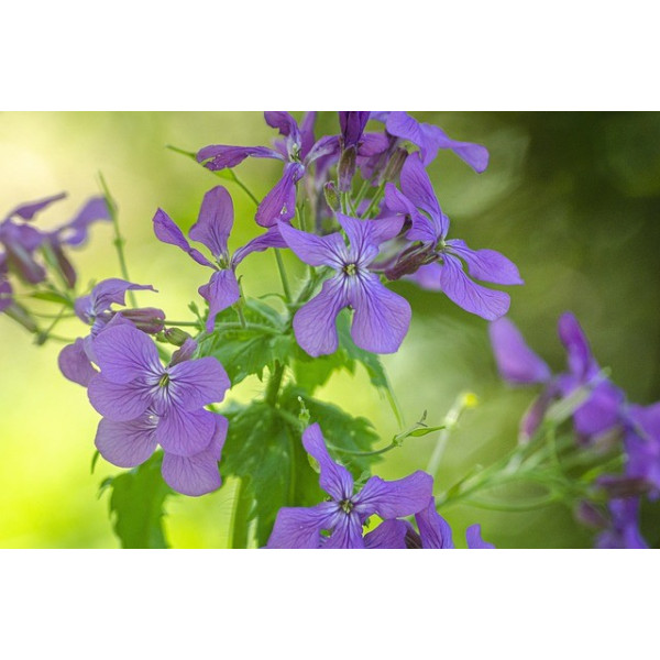 Lunaire monnaie du pape 