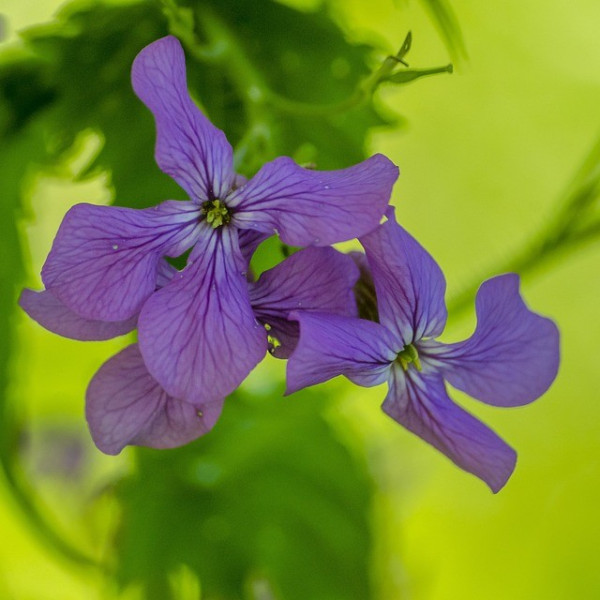Lunaire monnaie du pape 