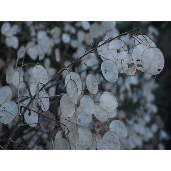 Lunaire monnaie du pape 