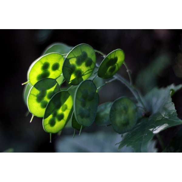 Lunaire monnaie du pape 