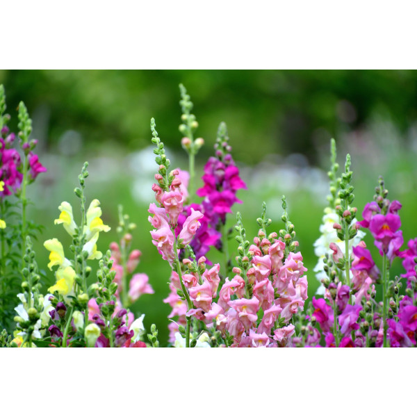 Muflier maximum varié 