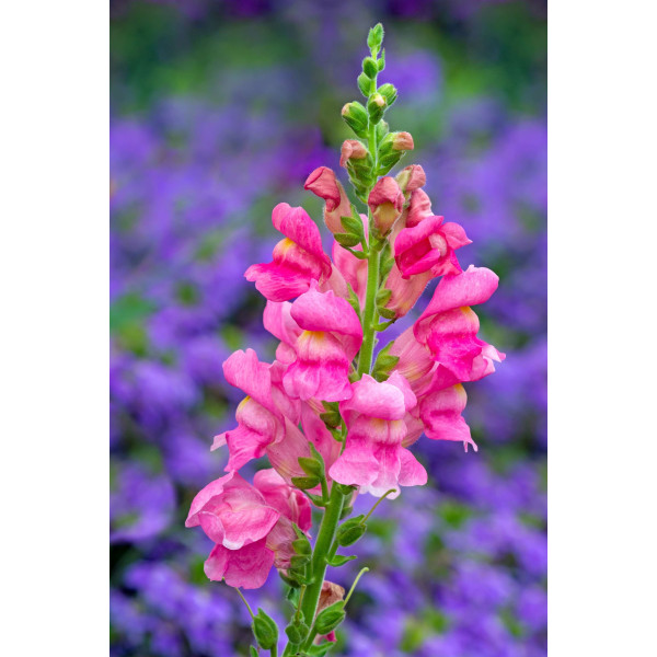 Muflier maximum varié 