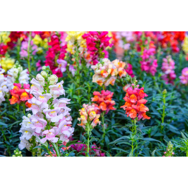 Muflier maximum varié 