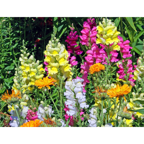 Muflier maximum varié 