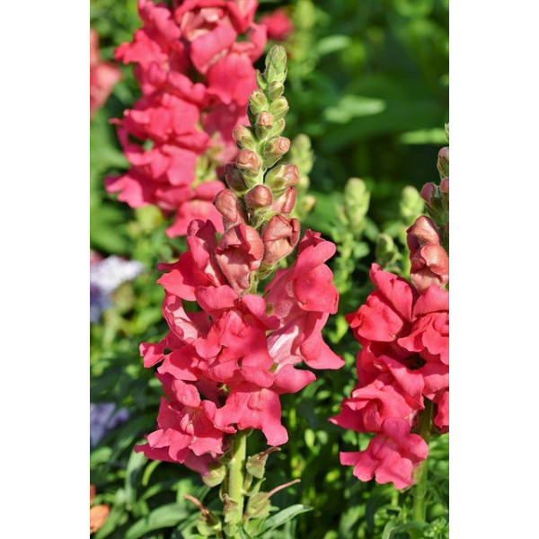 Muflier maximum varié 