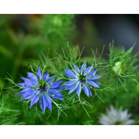 Nigelle de Damas miss Jekyll bleue 