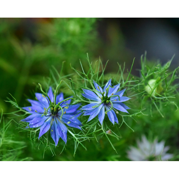 Nigelle de Damas miss Jekyll bleue 