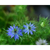 Nigelle de Damas miss Jekyll bleue 