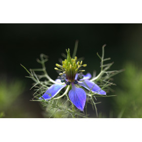 Nigelle de Damas miss Jekyll bleue  2