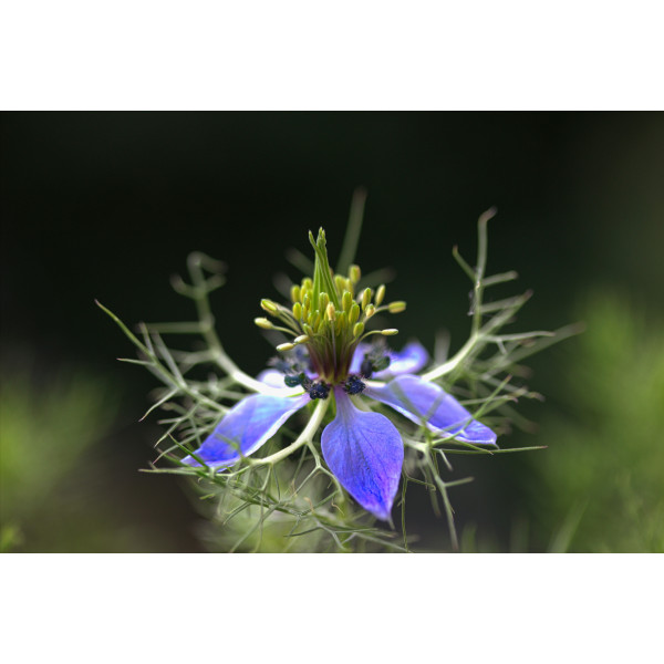 Nigelle de Damas miss Jekyll bleue 