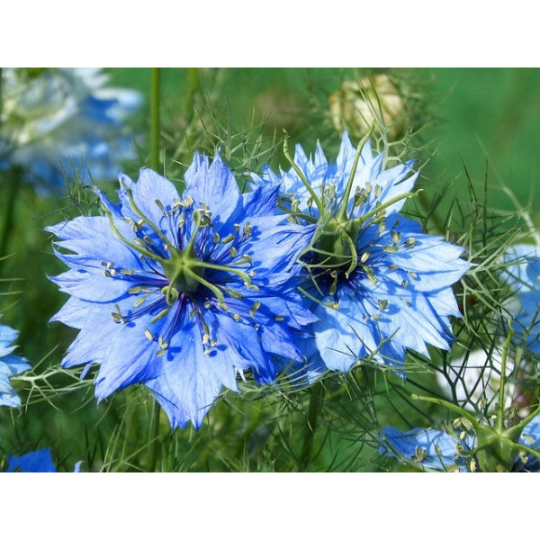 Nigelle de Damas miss Jekyll bleue 