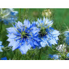 Nigelle de Damas miss Jekyll bleue 