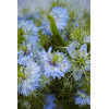 Nigelle de Damas miss Jekyll bleue 