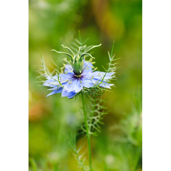 Nigelle de Damas miss Jekyll bleue 