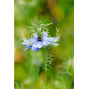Nigelle de Damas miss Jekyll bleue 
