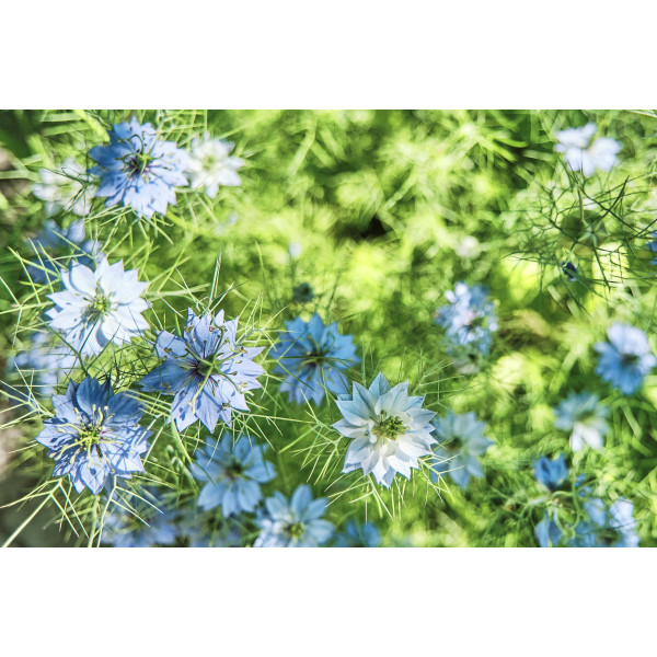 Nigelle de Damas miss Jekyll bleue 