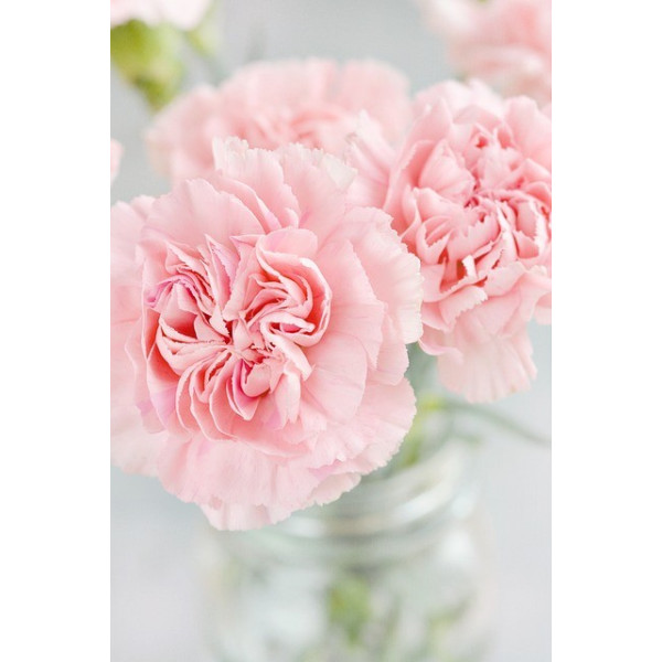 Œillet chabaud géant varié 