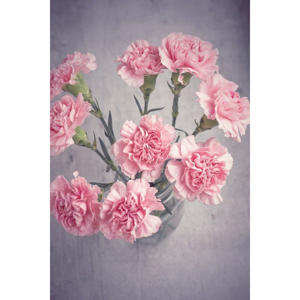 Œillet chabaud géant varié 