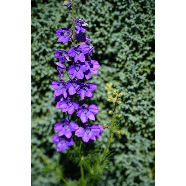 Pied d'alouette impérial des blés 