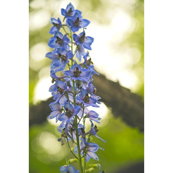 Pied d'alouette impérial des blés 