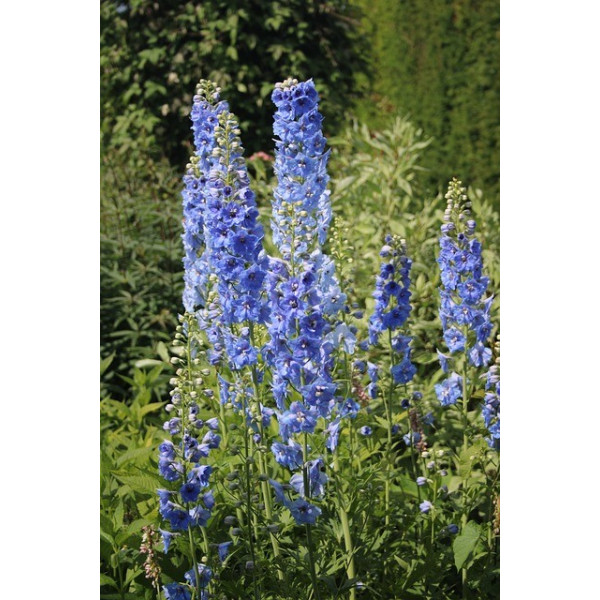 Pied d'alouette impérial des blés 