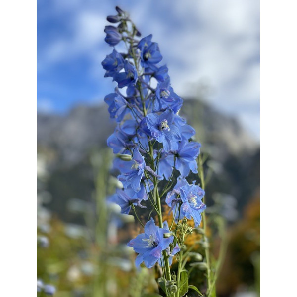 Pied d'alouette impérial des blés 