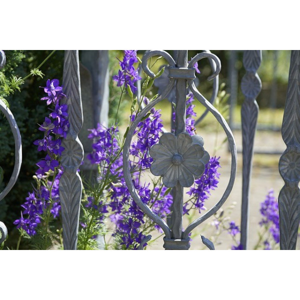 Pied d'alouette impérial des blés 