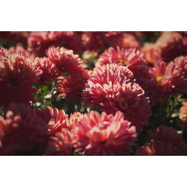 Reine-marguerite beauté d'Amérique varié 