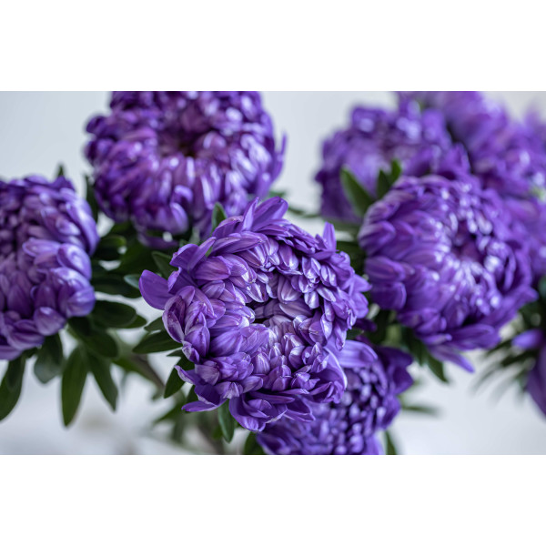 Reine-marguerite beauté d'Amérique varié 