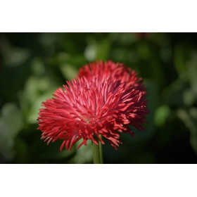 Reine-marguerite super princesse varié 