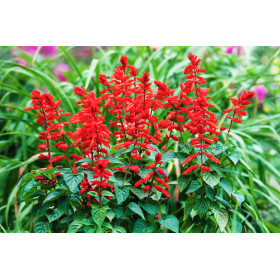 Sauge feu de la st Jean 