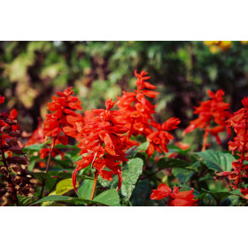 Sauge feu de la st Jean  2