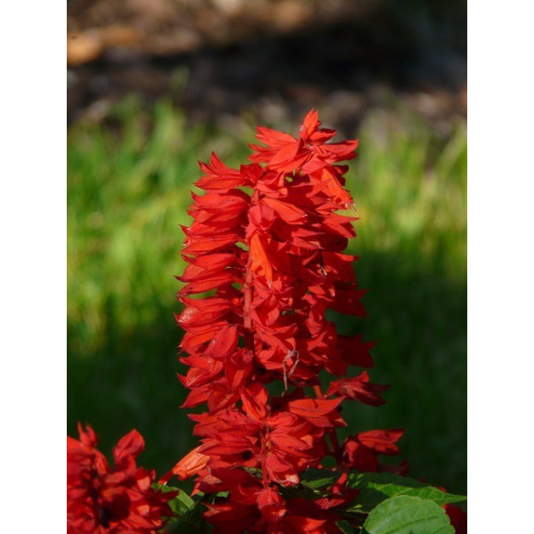 Sauge feu de la st Jean 