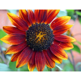 Soleil beauté d'automne 