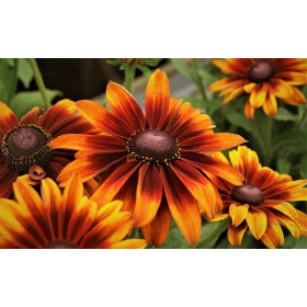 Soleil beauté d'automne  2